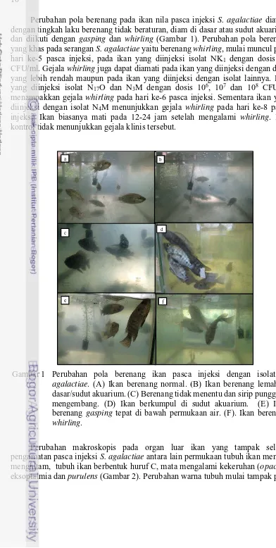 Gambar 1 Perubahan pola berenang ikan pasca injeksi dengan isolat  