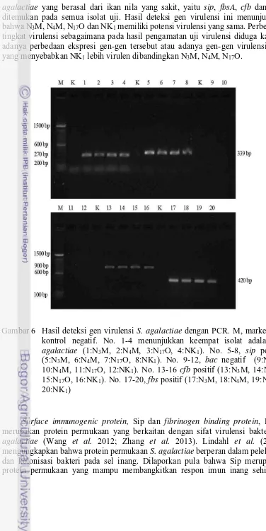 Gambar 6  Hasil deteksi gen virulensi S. agalactiae dengan PCR. M, marker, K, 