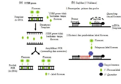 Gambar 1 Prinsip kerja SBYR green (a) dan TaqMan probe (b) (Fraga et al. 2008) 