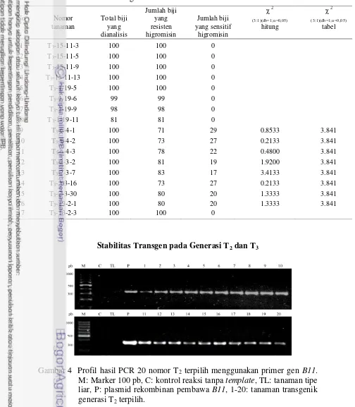 Tabel 2  Rasio pewarisan sifat resisten higromisin pada T3 dari 17 nomor tembakau transgenik 