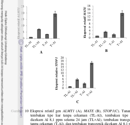 Gambar 10 Ekspresi relatif gen ALMT1 (A), MATE (B), STOP1(C). Tanaman 