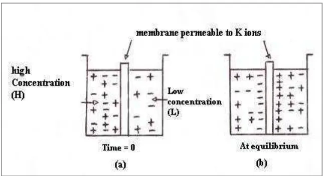 Gambar 4. Model potensial istirahat (a) Ion K+ menyebar dari H ke L, menghasilkan beda potensial (lapisan dipol) sepanjang membran dan menghasilkan potensial