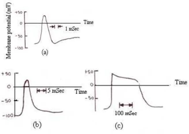 Gambar 7. Bentuk gelombang potensial aksi dari (a) saraf akson (b) sel otot kerangka (c) sel otot jantung