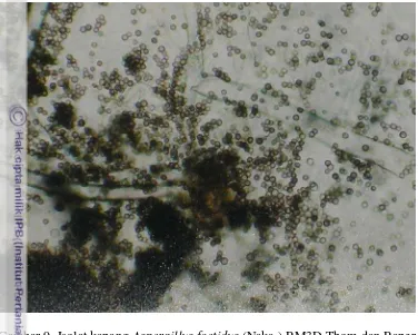 Gambar 10. Pada Gambar 10 terlihat bahwa β-glukosidase mempunyai pH optimum 