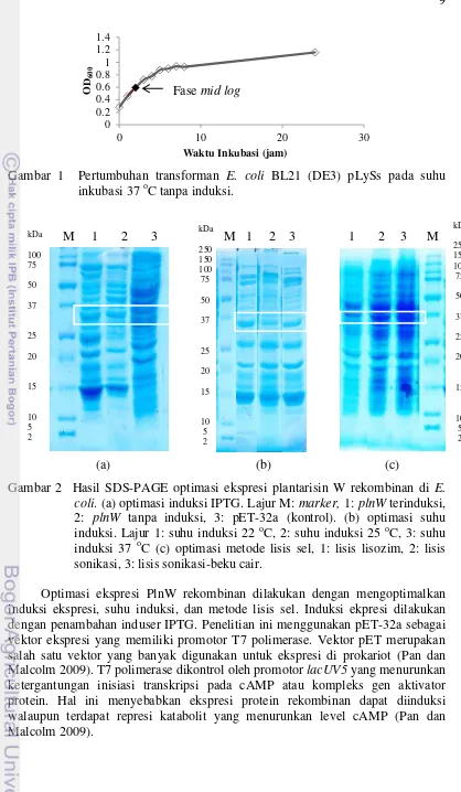 Gambar 1  Pertumbuhan transforman E. coli BL21 (DE3) pLySs pada suhu o