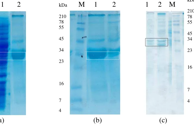 Gambar 3  Hasil SDS-PAGE solubilisasi plantarisin W rekombinan. (a) 