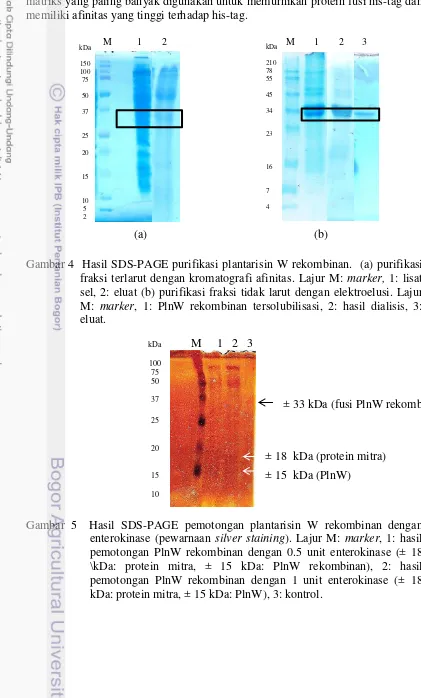 Gambar 5  Hasil SDS-PAGE pemotongan plantarisin W rekombinan dengan enterokinase (pewarnaan silver staining)