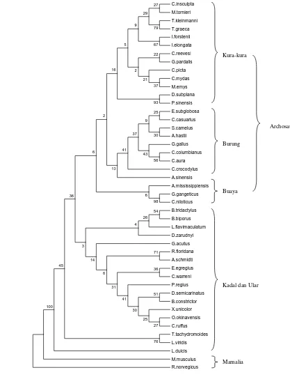 Gambar 5  Pohon konsensus reptilia, burung, dan mamalia berdasarkan urutan nukleotida gen 