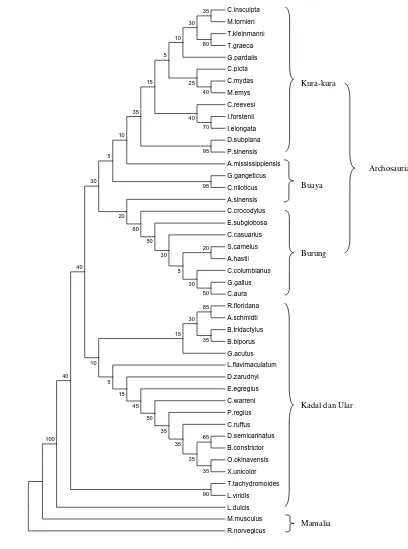 Gambar 6  Pohon konsensus reptilia, burung, dan mamalia berdasarkan urutan nukleotida gen tRNAVal pada bagian batang (42 basa) menggunakan metode Neighbor Joining (NJ) dengan kriteria Kimura 2-Parameter dan bootstrap 100x