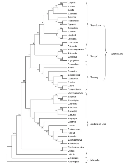 Gambar 7  Pohon konsensus reptilia, aves, dan mamalia berdasarkan urutan nukleotida gen 