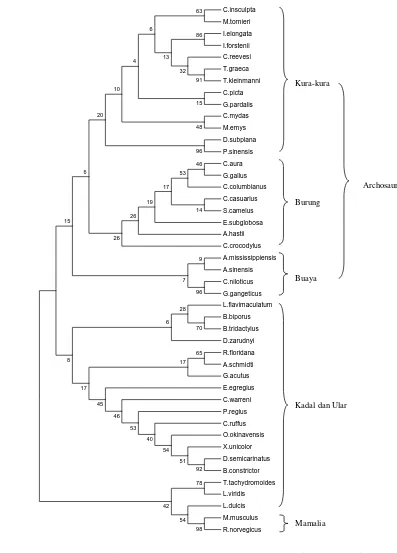 Gambar 8  Pohon konsensus reptilia, aves, dan mamalia berdasarkan urutan nukleotida gen tRNAVal tanpa bagian simpai D dan simpai T (57 basa) menggunakan metode Neighbor Joining (NJ) dengan kriteria Kimura 2-Parameter dan bootstrap 100x