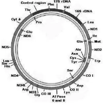 Gambar 1  Skema organisasi genom mitokondria 