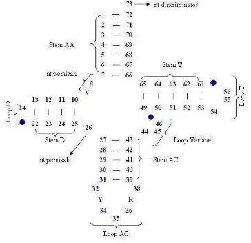 Gambar 2  Struktur sekunder standar untuk tRNA (kecuali dua isoakseptor serin). Nukleotida conserved ditunjukkan oleh R (purin), Y (pirimidin), dan V (nonuridin: A, G, atau C)