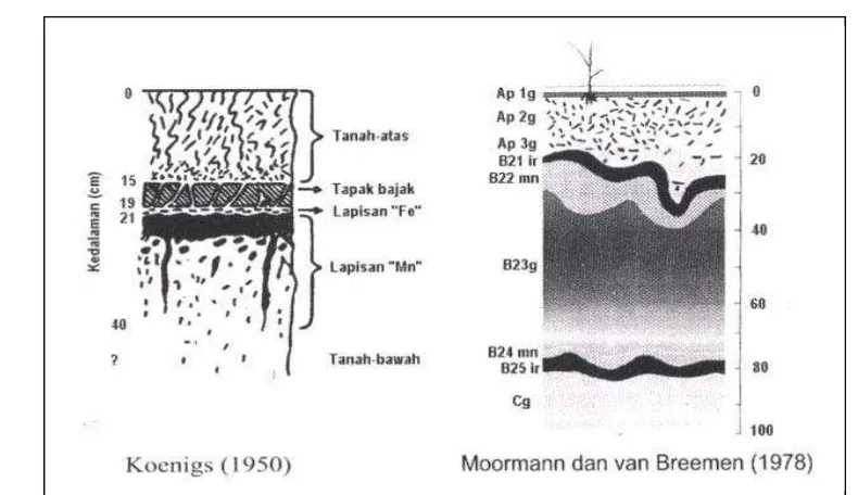 Gambar 9.  Profil tanah sawah tipikal  menurut Koenings 