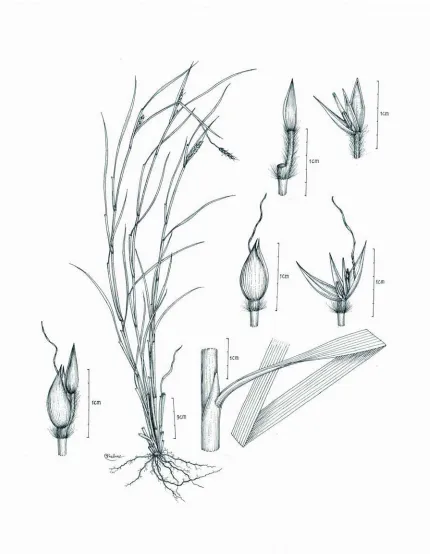 Fig. 1.  Ischaemum veldkampii Lasut.  Lower left: pair of spikelets.  Centre: habit.  Lower right: part of culm, sheath, ligule, and blade