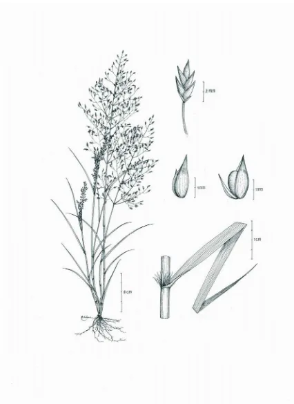 Fig. 2.  Eragrostis dyskritos Lasut.  Left: habit.  Bottom right: part of culm, sheath, 