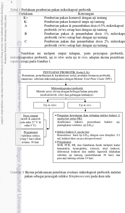 Tabel 1 Perlakuan pemberian pakan mikrokapsul probiotik 
