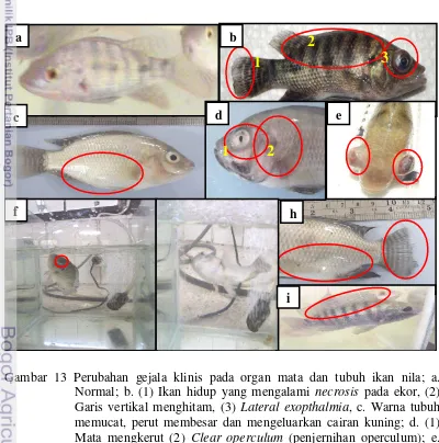 Gambar 13 Perubahan gejala klinis pada organ mata dan tubuh ikan nila; a. 