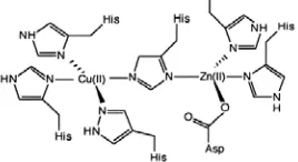 Gambar 4 Sisi katalitik enzim Cu,Zn-SOD 