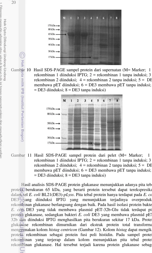 Gambar 10   Hasil SDS-PAGE sampel protein dari supernatan (M= Marker;  1 =  rekombinan 1 diinduksi IPTG; 2 = rekombinan 1 tanpa induksi; 3 =  rekombinan 2 diinduksi;  4 = rekombinan 2 tanpa induksi; 5 =  DE3  membawa pET diinduksi; 6 = DE3 membawa pET tanp