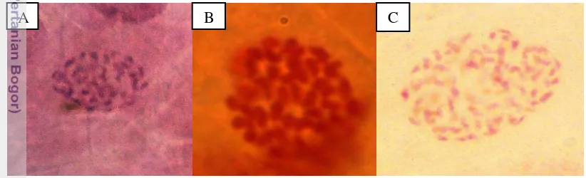 Tabel 5 Pengaruh perlakuan kolkisin pada anggrek Phal. amabilis yang teridentifikasi tetraploid bulan ke-enam setelah aklimatisasi