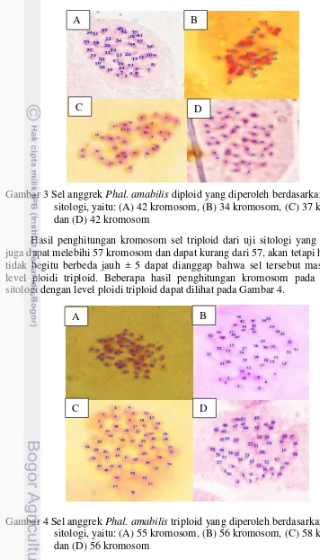 Gambar 3 Sel anggrek Phal. amabilis diploid yang diperoleh berdasarkan hasil uji 