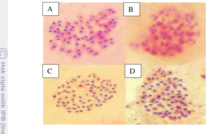 Gambar 5 Sel anggrek Phal. amabilis tetraploid yang diperoleh berdasarkan hasil 