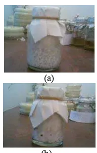 Gambar 5 Pertumbuhan miselium pada media biji jewawut isolat Omphalina sp. (a) dan P.ostreatus (b)  