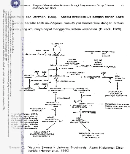 Gambar 2. Diagram Skematis Lintasan Biosintesis Asarn Hialuronat Disa- 