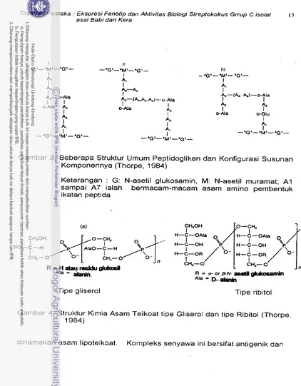 Gambar 3. Beberapa Struktur Umum Peptidoglikan dan Konfigurasi Susunan 