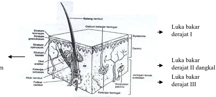 Gambar 1. Lokasi Luka Bakar dalam Anatomi Kulit (Effendi, 1999) 