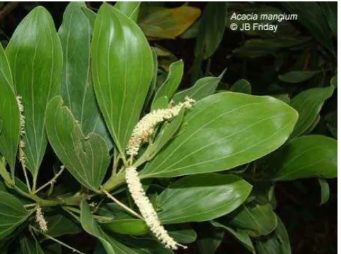 Gambar 1 Daun Acacia mangium (Friday 2013) 