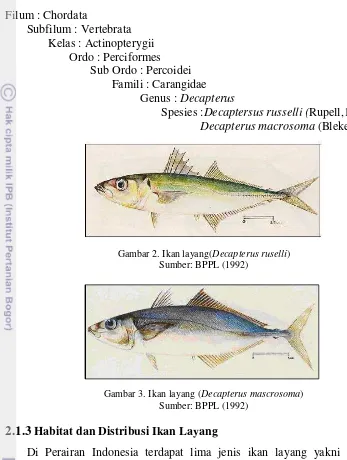 Gambar 2. Ikan layang(Decapterus ruselli) 