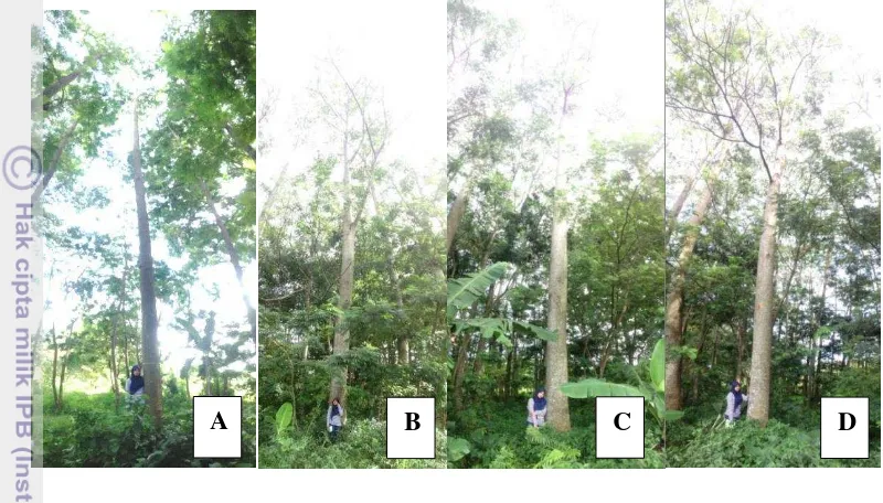 Gambar 3 Pohon sengon mutan hasil radiasi dosis 0 (A), dosis 5 krad (B), dosis 