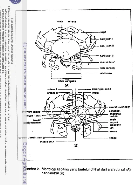 Gambar 2. Morfologi kepiting yang bertelur dilihat dari arah dorsal (A) 
