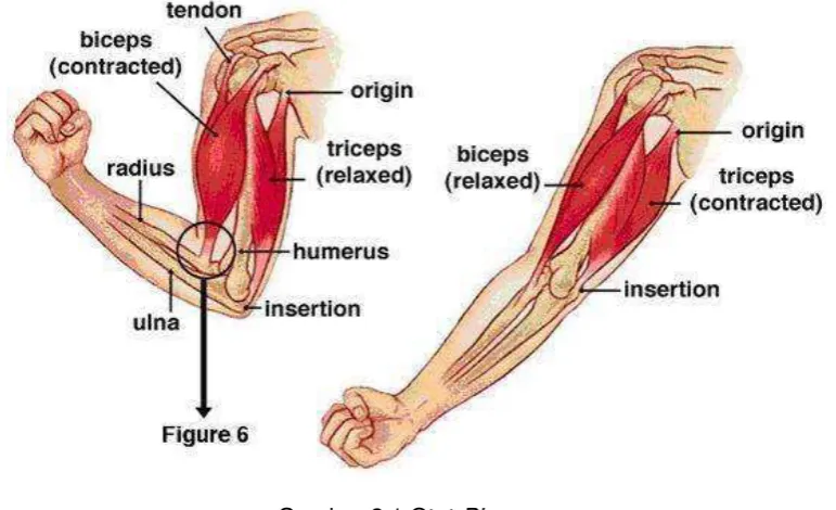 Gambar 2.1 Otot Biceps 