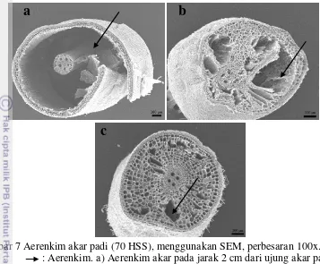 Gambar 7 Aerenkim akar padi (70 HSS), menggunakan SEM, perbesaran 100x. 