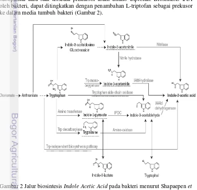 Gambar 2 Jalur biosintesis Indole Acetic Acid pada bakteri menurut Shapaepen et 