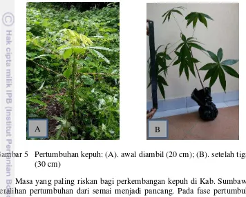 Gambar 5   Pertumbuhan kepuh: (A). awal diambil (20 cm); (B). setelah tiga bulan 