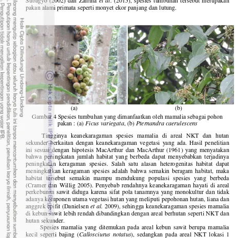 Gambar 4 Spesies tumbuhan yang dimanfaatkan oleh mamalia sebagai pohon 
