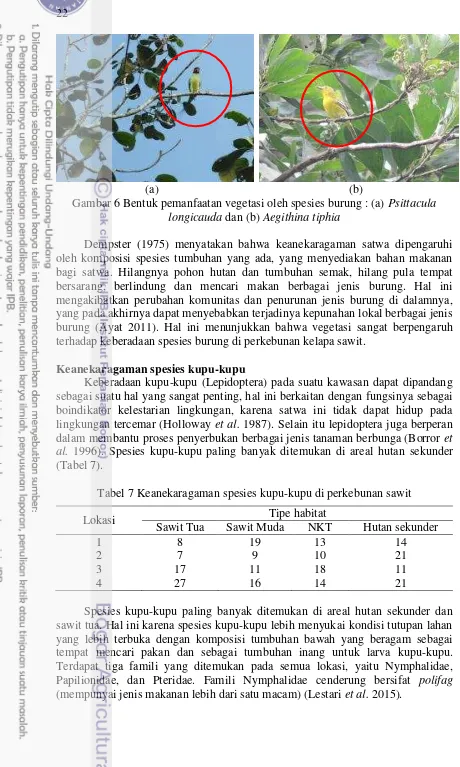 Tabel 7 Keanekaragaman spesies kupu-kupu di perkebunan sawit 