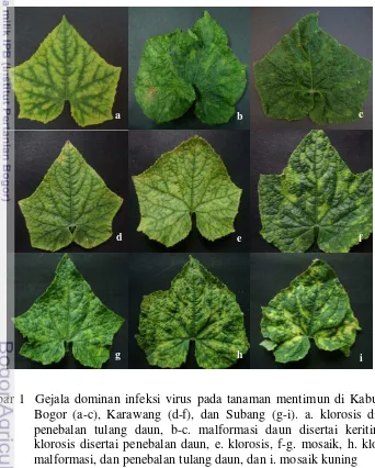 Gambar 1  Gejala dominan infeksi virus pada tanaman mentimun di Kabupaten 