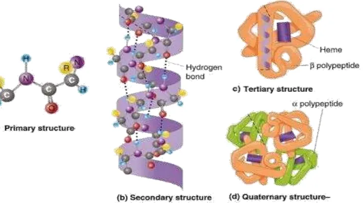 Gambar 1. Struktur Protein 