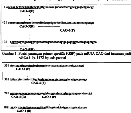 Gambar I. Posisi pasangan primer spesifik (GSP) pada mRNA CAO dari tanaman padi (aksesi 