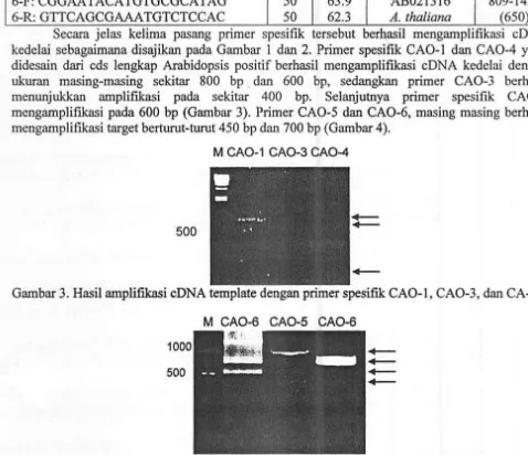 Gambar 4. Hasil ampliftkasi eDNA template dengan primer spesifik CAO-5 dan CAO-6 