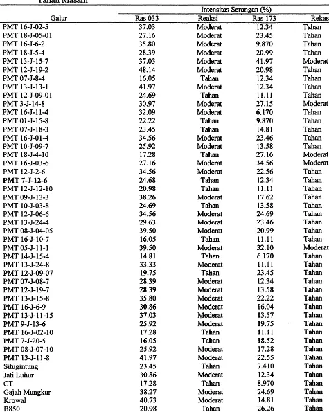 Tabel 1. Rata-rata Intensitas Serangan Ras 033 dan Ras 173 pada 49 Galur Padi Gogo Toleran TanahMasam 