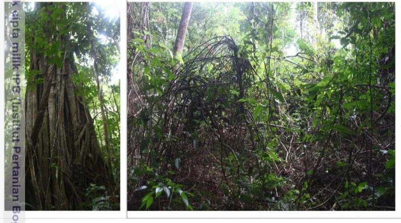 Gambar 8 Sarang Tarsius (a) Ficus spp. (b) semak-semak yang ditumbuhi liana. 