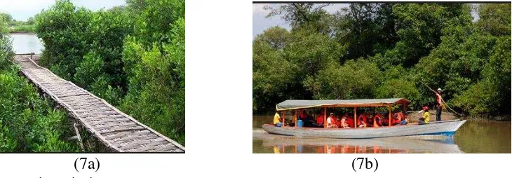 Gambar 7 Ekowisata Wonorejo (7a) Jalan setapak bambu; (7b) kapal wisata 