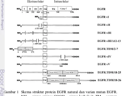 Gambar 1  Skema struktur protein EGFR natural dan varian mutan EGFR. 