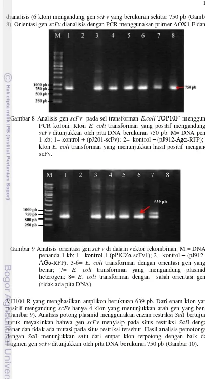 Gambar 8 Analisis gen scFv  pada sel transforman E.coli TOP10F’ menggunakan 